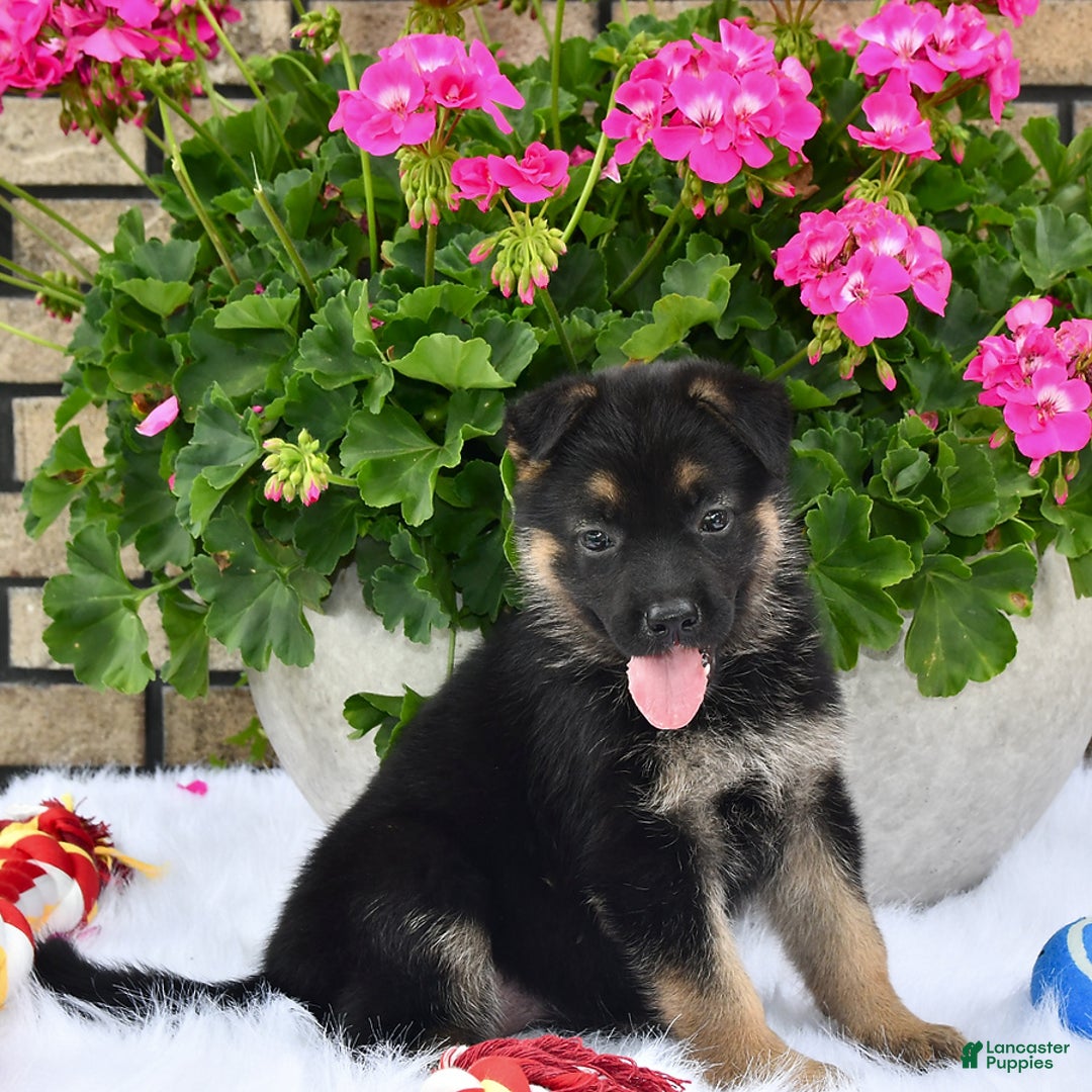 German Shepherd dogs for sale: Charity - Image 3