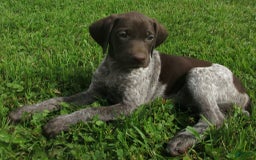 German Shorthaired Pointer dogs for sale: Marla - Image 2