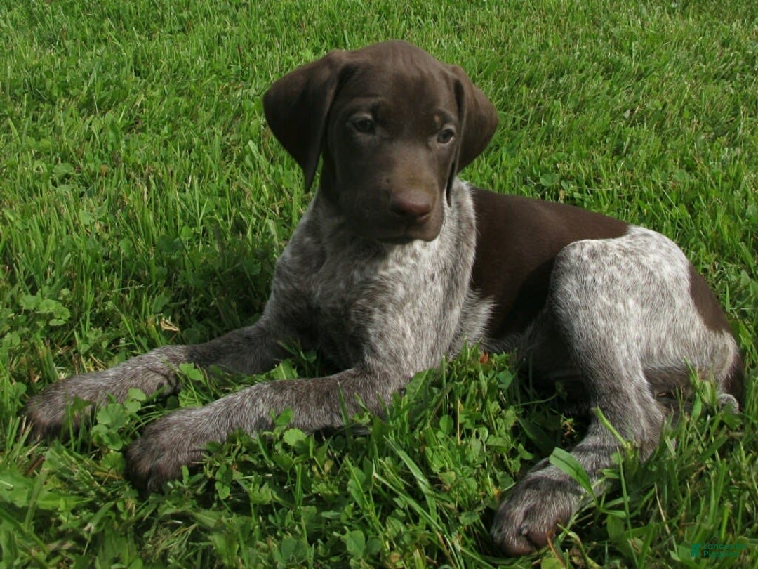 German Shorthaired Pointer dogs for sale: Marla - Image 2