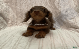 Dachshund dogs for sale: Tiny Girl Cecelia - Image 12