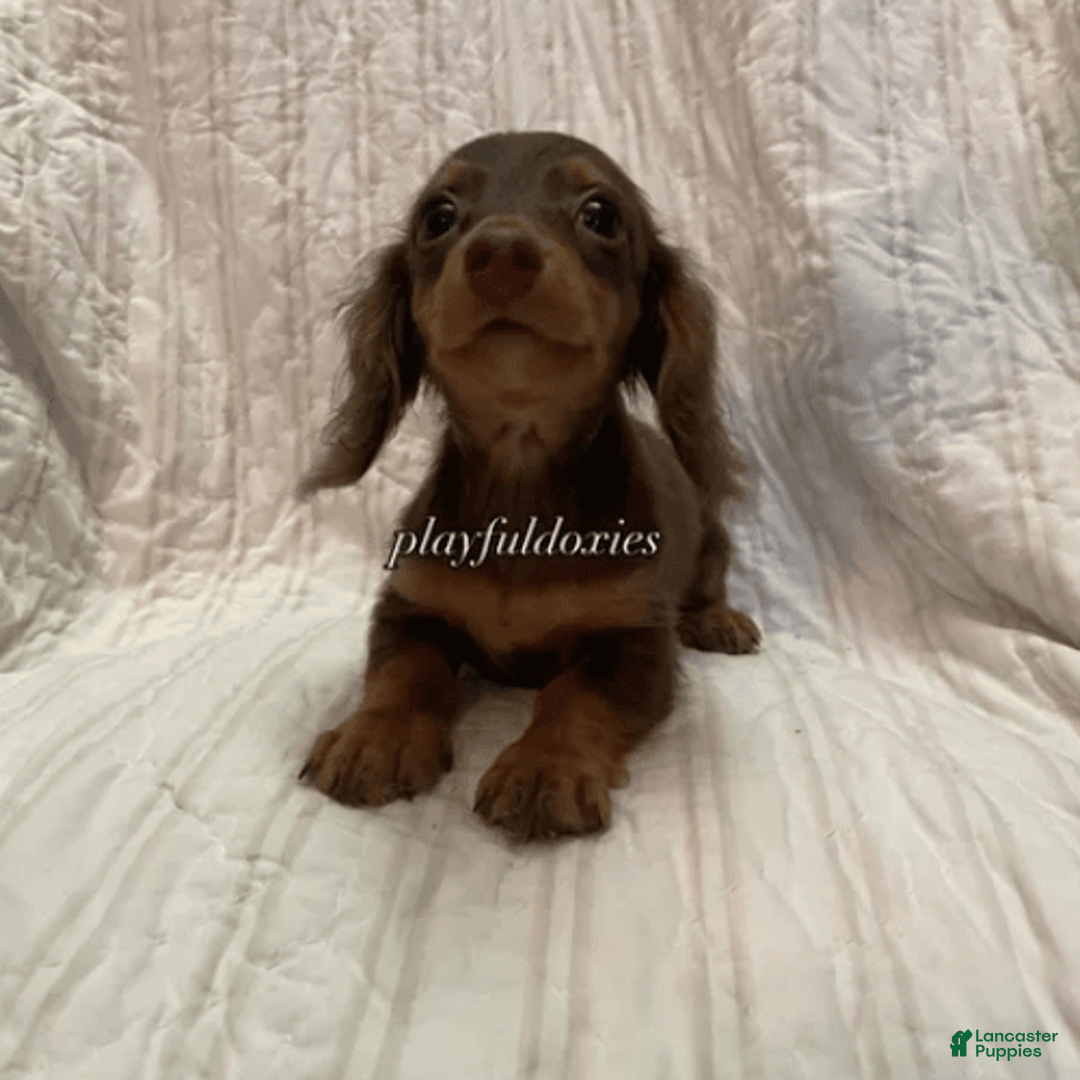 Dachshund dogs for sale: Tiny Girl Cecelia - Image 12