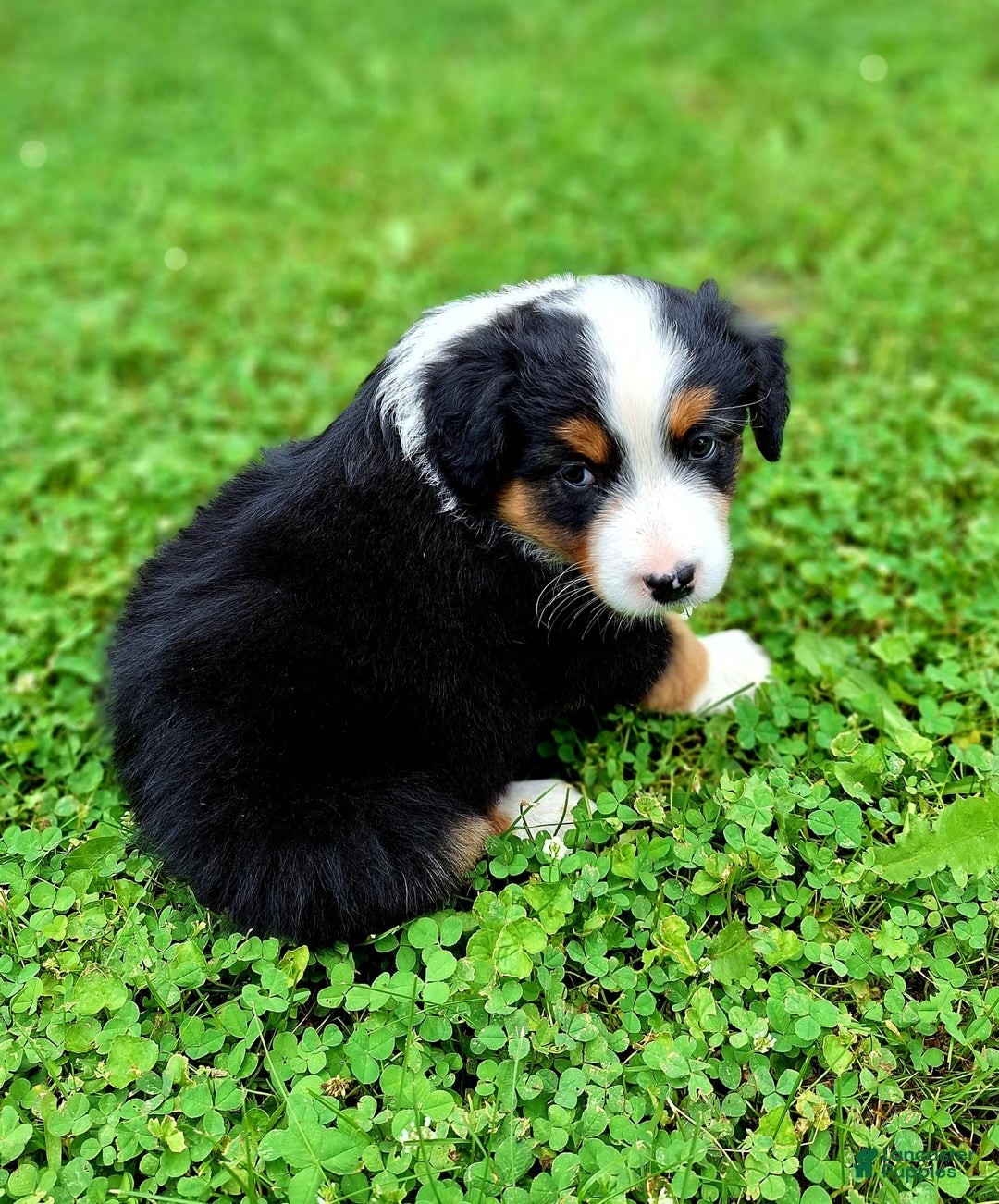 Australian Shepherd dogs for sale: Parker - Image 3