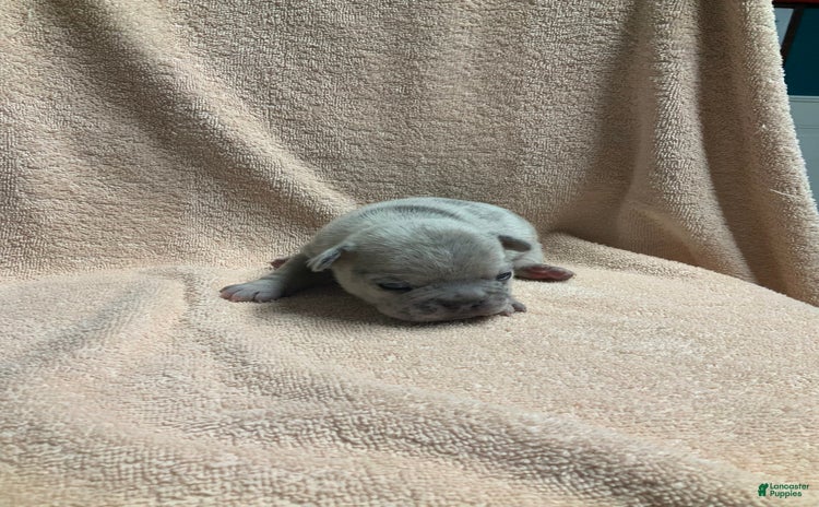 French Bulldog dogs for sale - Ad 2