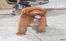 Goldendoodle dogs for sale: Oakley - Image 4