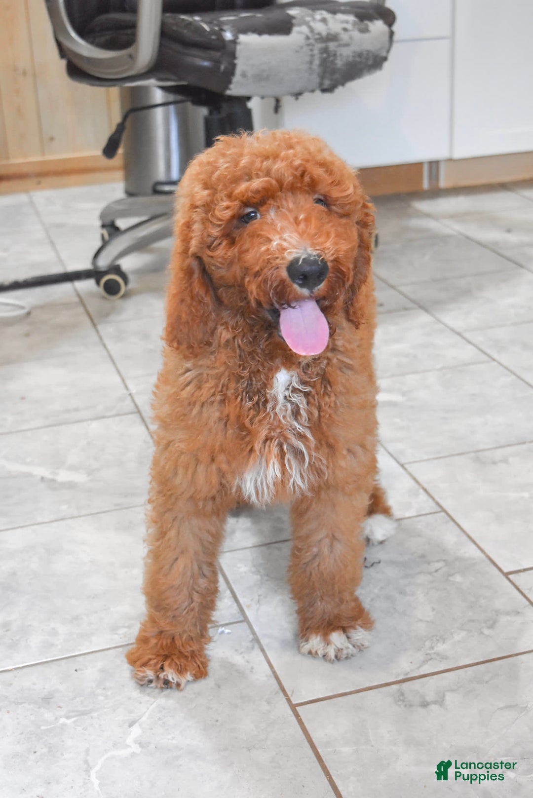 Goldendoodle dogs for sale: Oakley - Image 4
