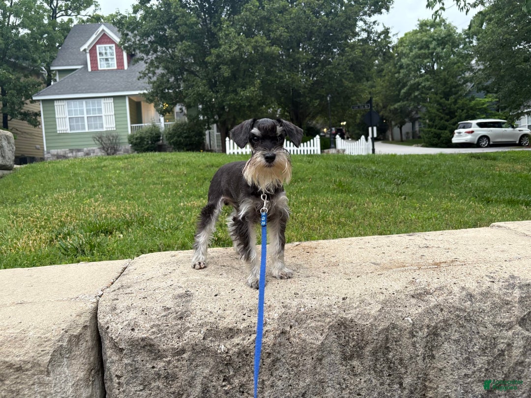 Miniature Schnauzer dogs for sale: Puppy two - Image 7