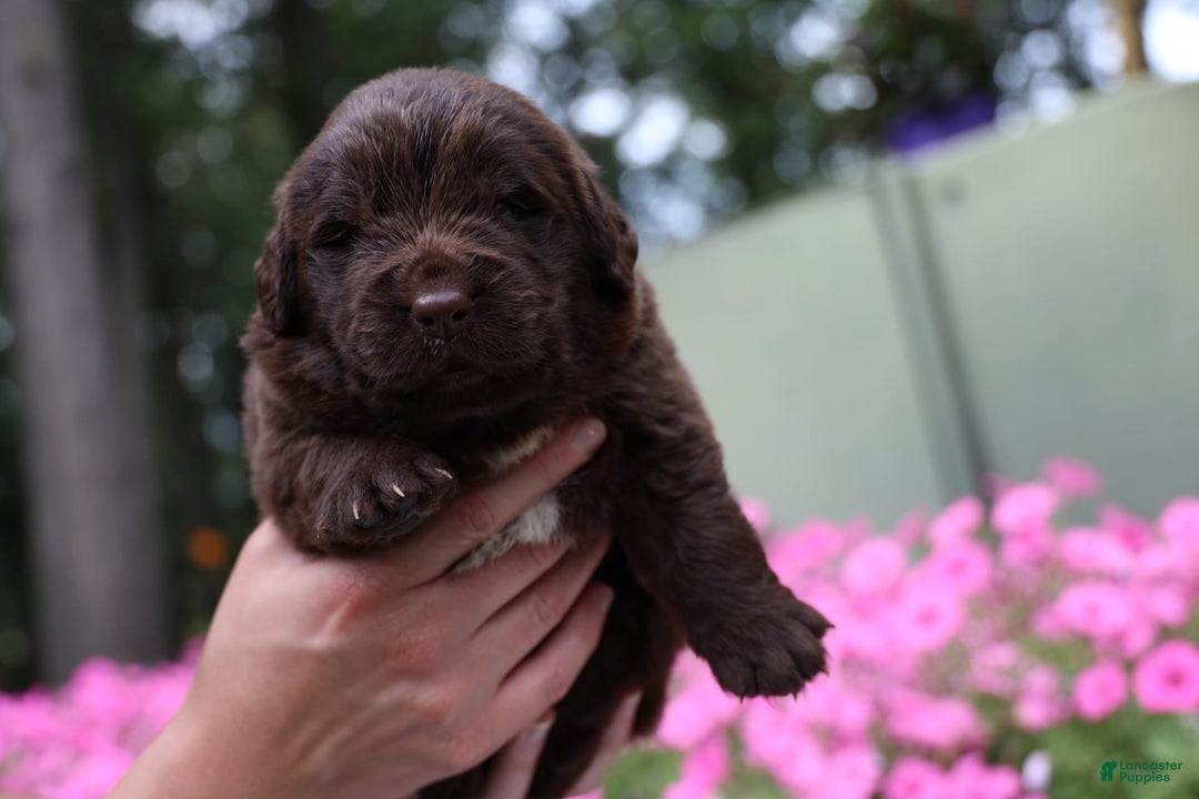 Newfoundland dogs for sale: Cocoa - Image 2