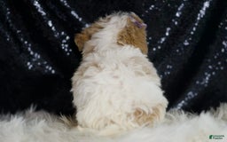 Maltipoo dogs for sale: Ariel - Image 6