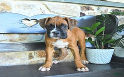Boxer dogs for sale: Faye - Image 8
