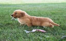 Golden Retriever dogs for sale: Golden Retriever 8 puppies - Image 5
