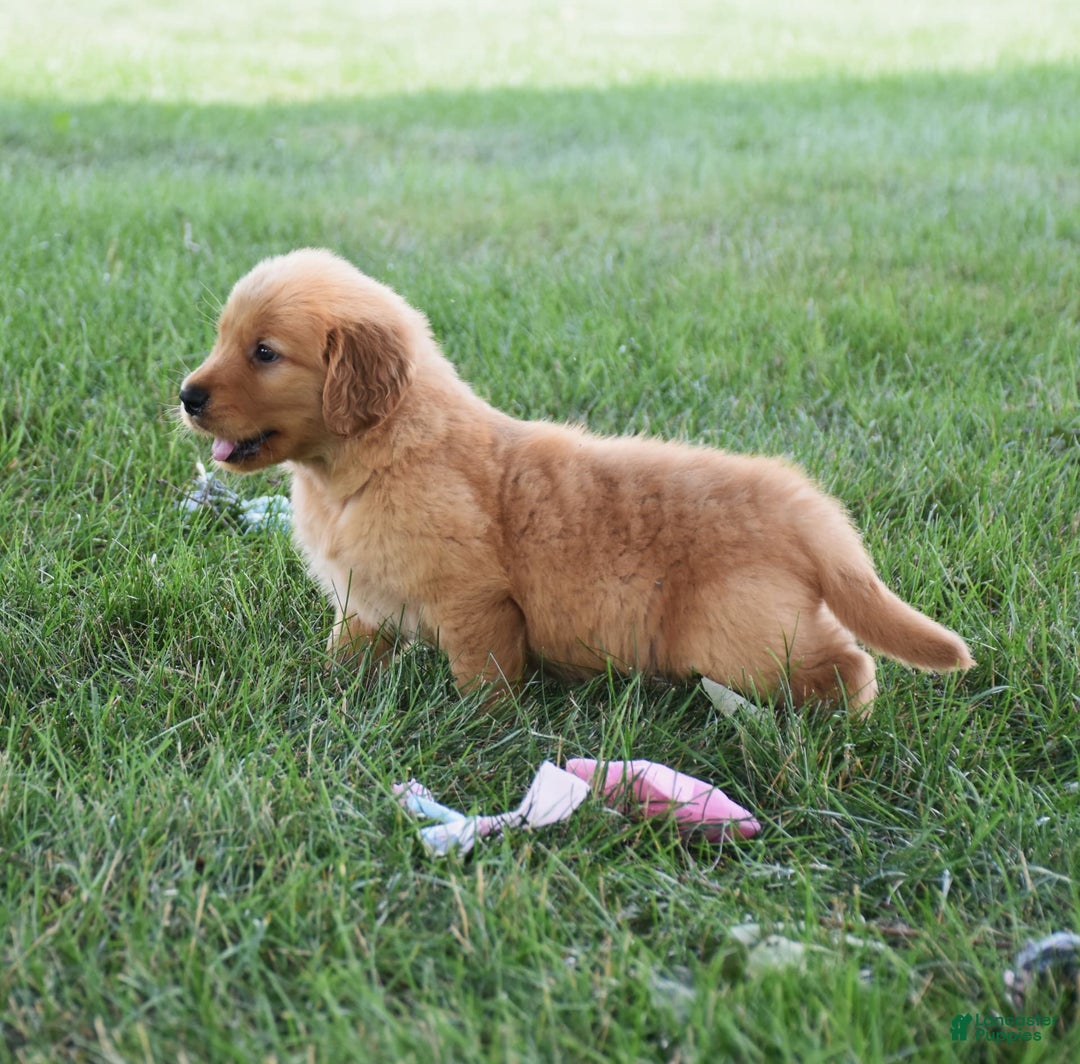 Golden Retriever dogs for sale: Golden Retriever 8 puppies - Image 5