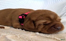 Labrador Retriever dogs for sale: Pink Girl - Image 2