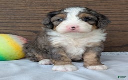 Mini Bernedoodle dogs for sale: Bluey - Image 5