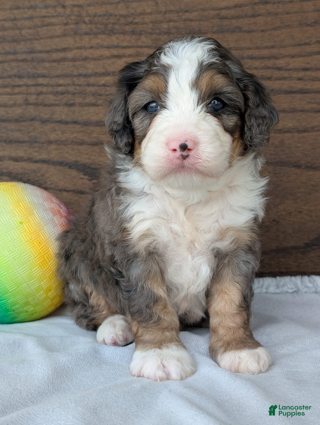 Mini Bernedoodle dogs for sale: Bluey - Image 5