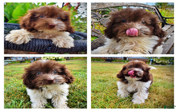 Havapoo dogs for sale: Hero - Image 1