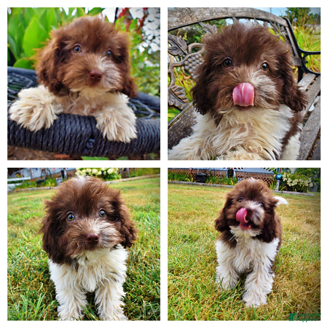 Havapoo dogs for sale: Hero - Image 1