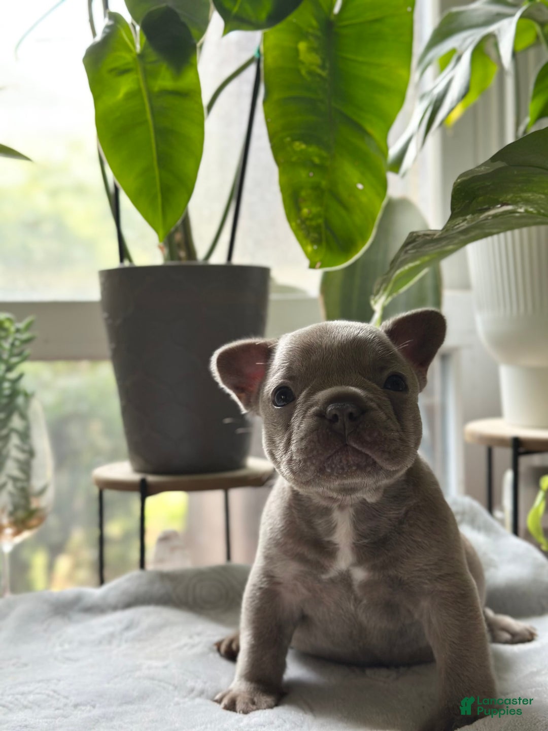 French Bulldog dogs for sale: Amaya Papaya - Image 2