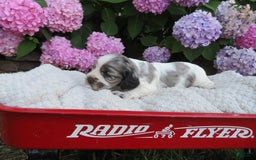 Cocker Spaniel dogs for sale: Zadi - Image 5