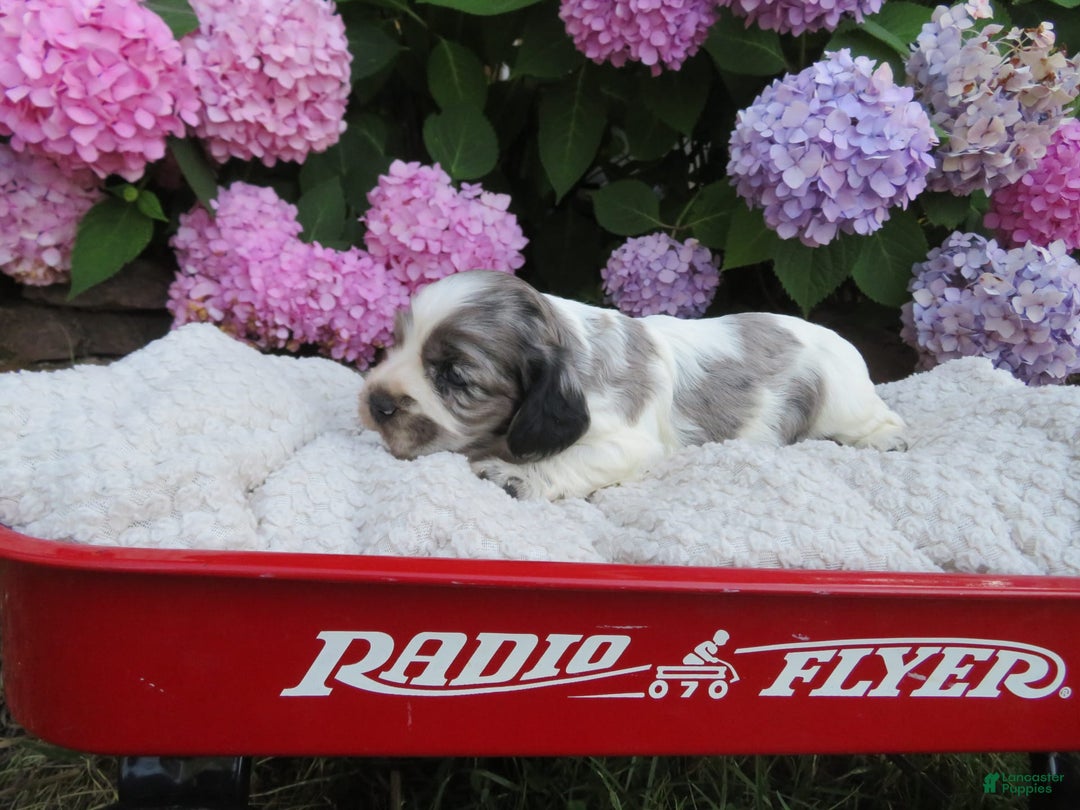 Cocker Spaniel dogs for sale: Zadi - Image 5