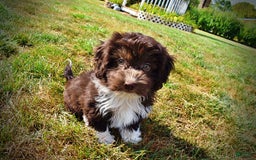 Havapoo dogs for sale: Hammie - Image 4