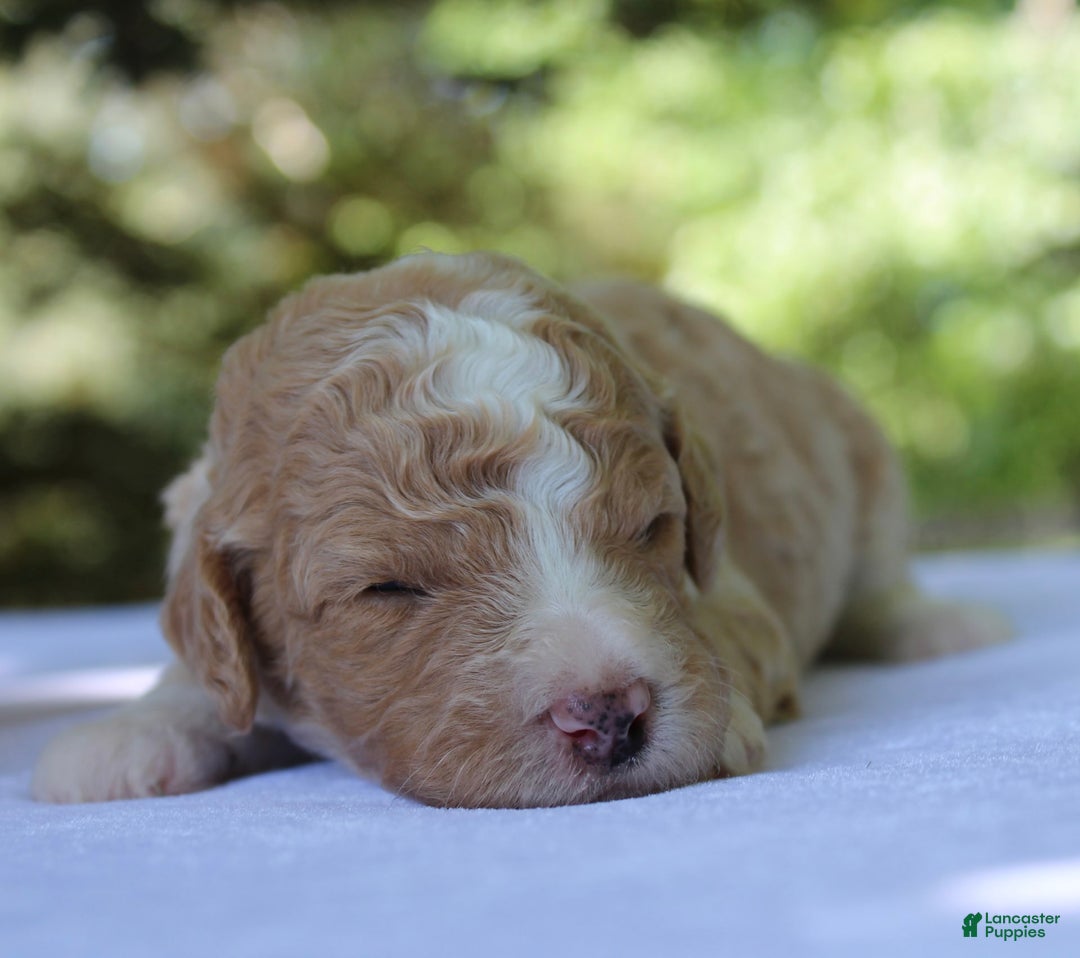 Standard Poodle dogs for sale: London Moyen - Image 9