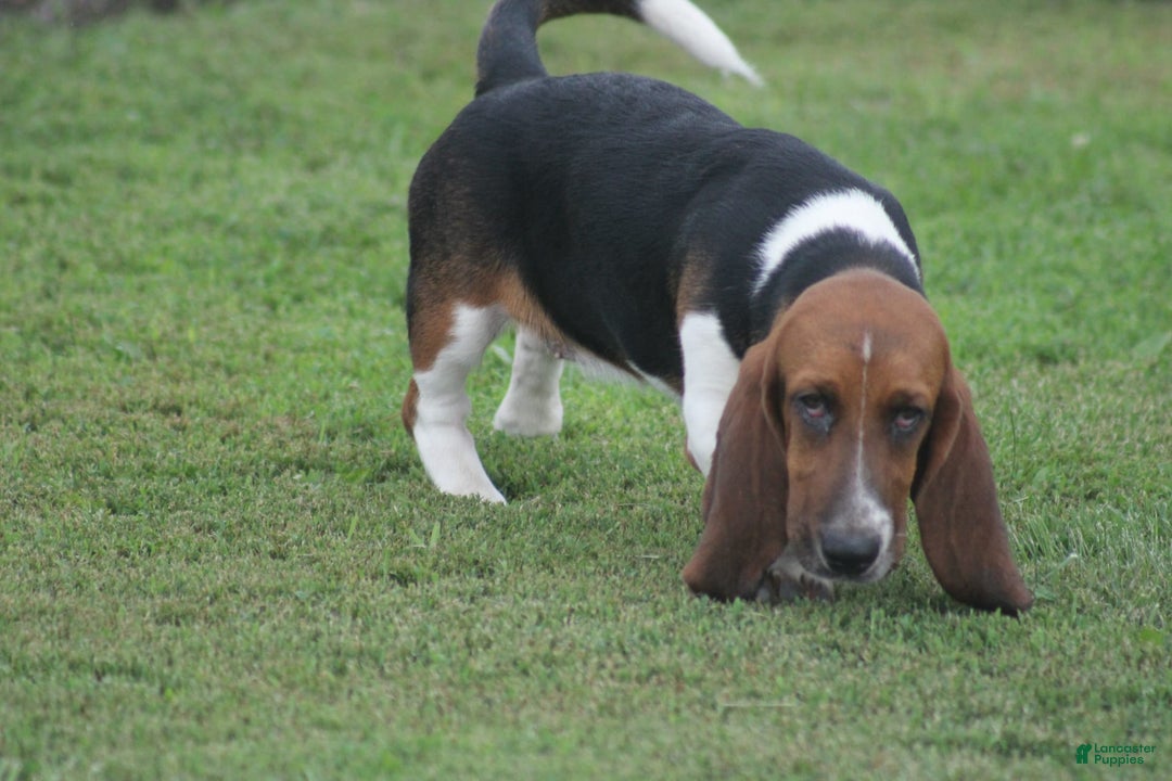 Basset Hound dogs for sale: FAY - Image 6