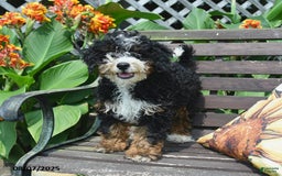 Mini Bernedoodle dogs for sale: Boscoe - Image 1