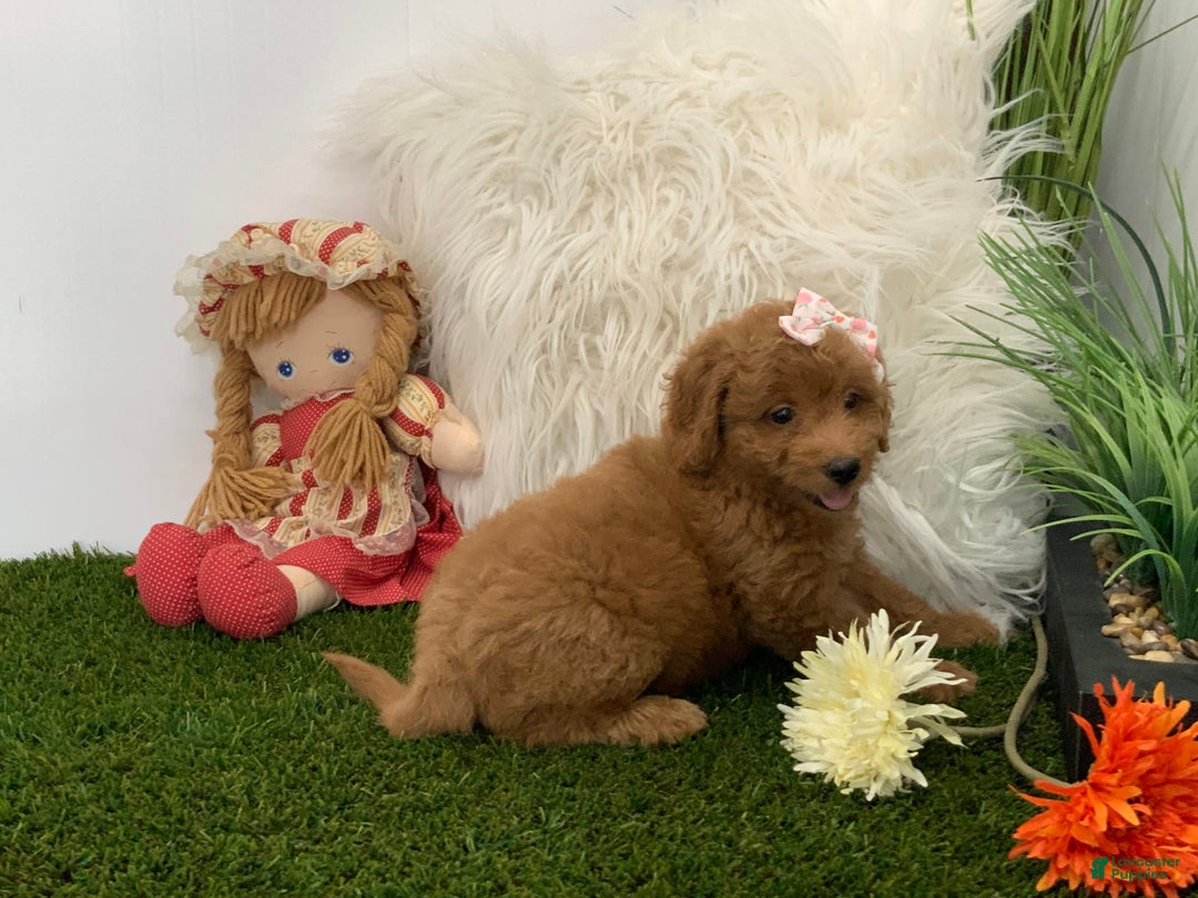 Goldendoodle dogs for sale: Dorus - Image 4