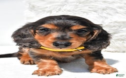 Dachshund dogs for sale: Kevin - Image 1