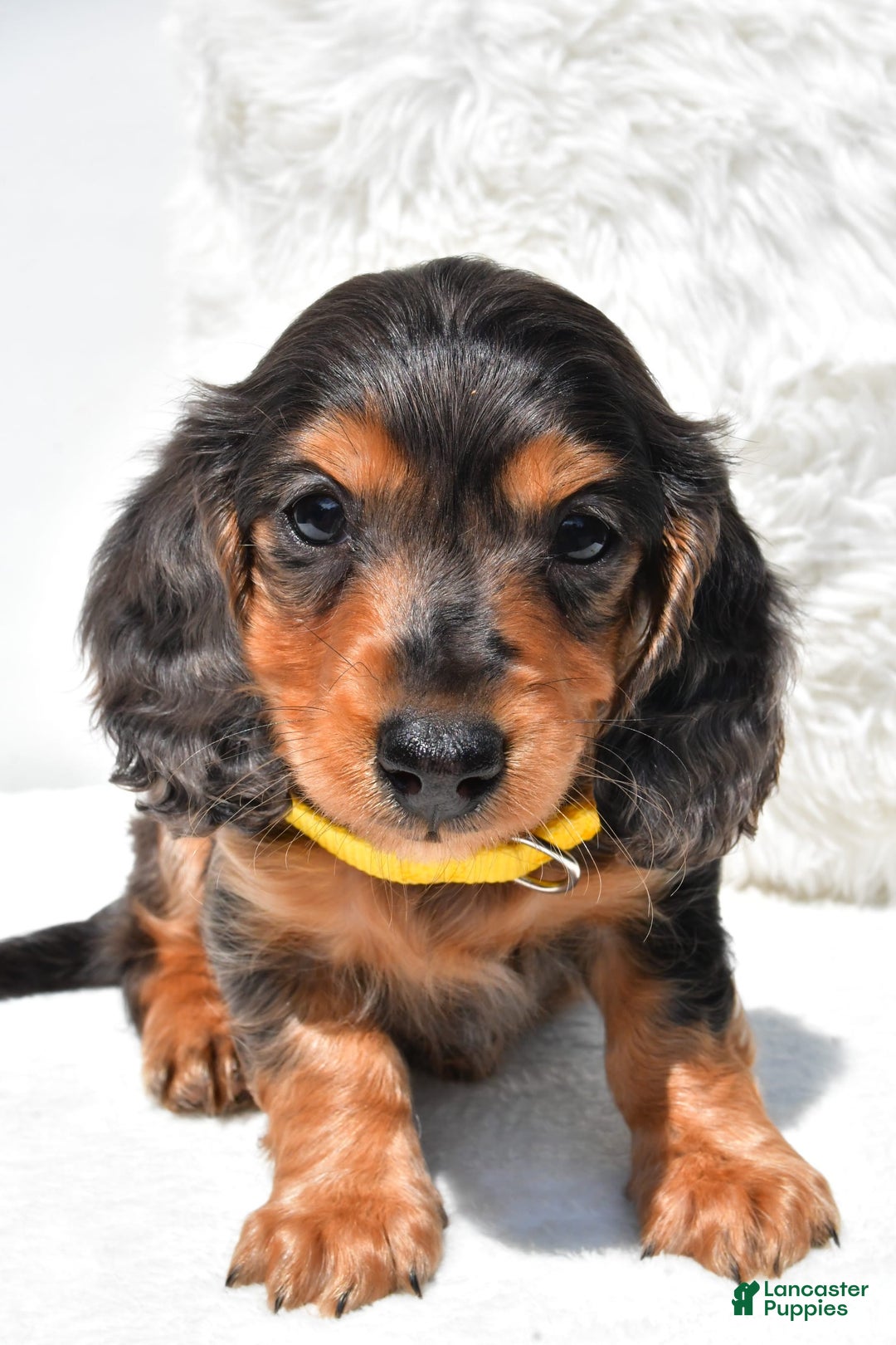 Dachshund dogs for sale: Kevin - Image 1