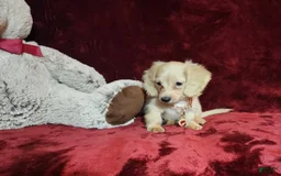 Miniature Dachshund dogs for sale: Nugget - Image 1