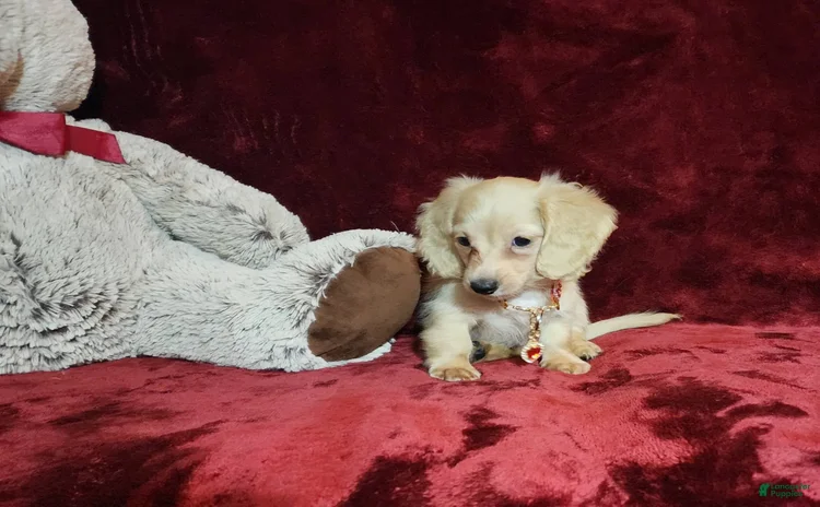 Miniature Dachshund dogs for sale - Ad 2