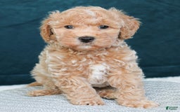 Cavapoo dogs for sale: Biscotti - Image 1