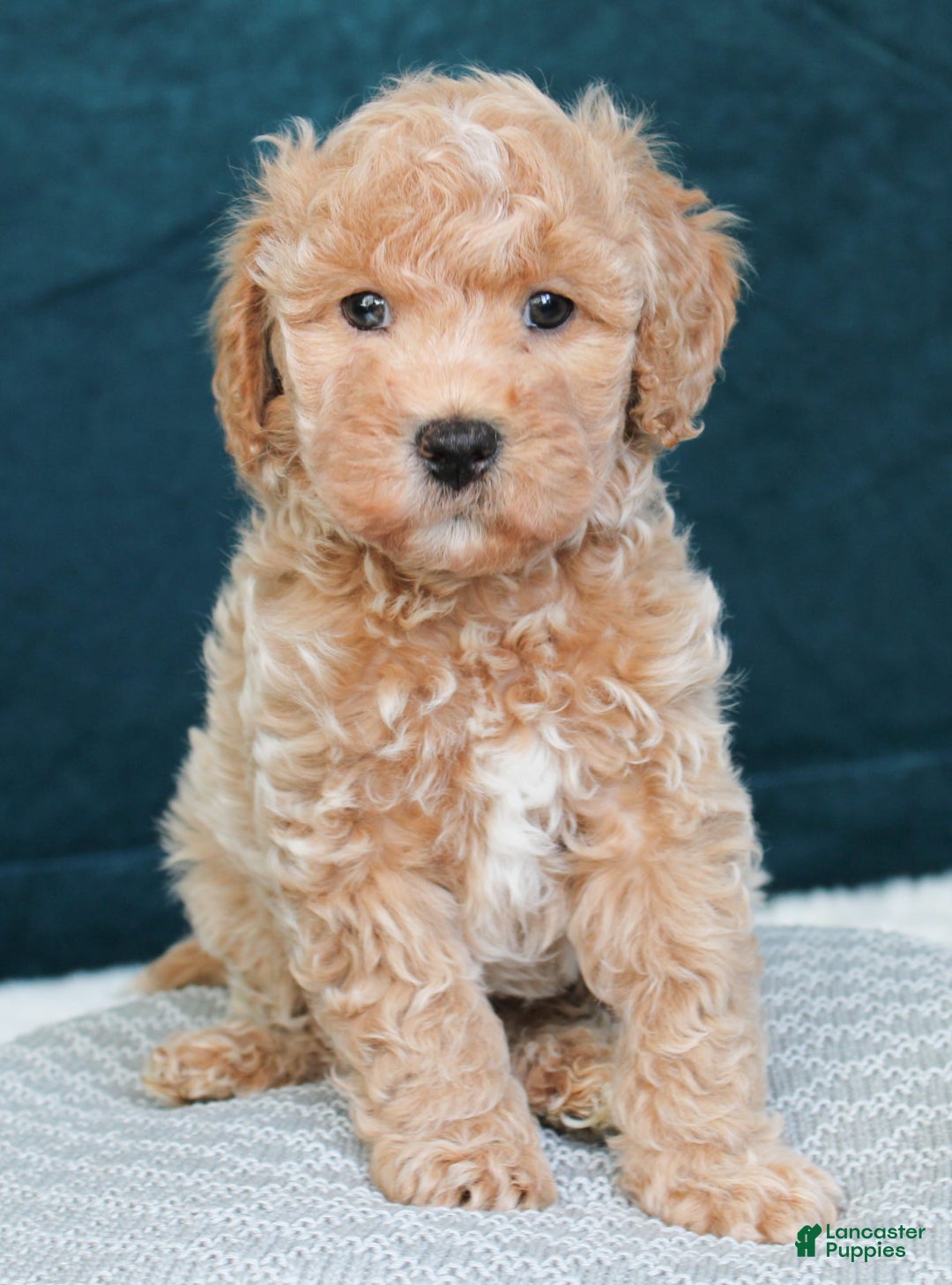 Cavapoo dogs for sale: Biscotti - Image 1