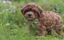 Yorkiepoo dogs for sale: Max - Image 20