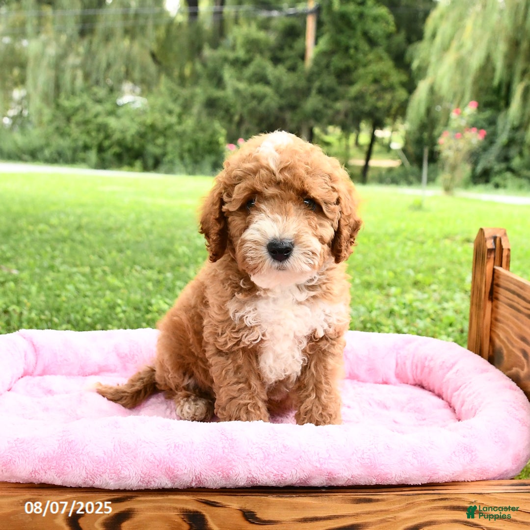 Miniature Poodle dogs for sale: Ace - Image 5