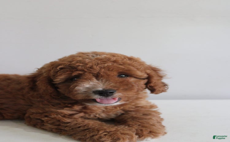 Cavapoo dogs for sale - Ad 3