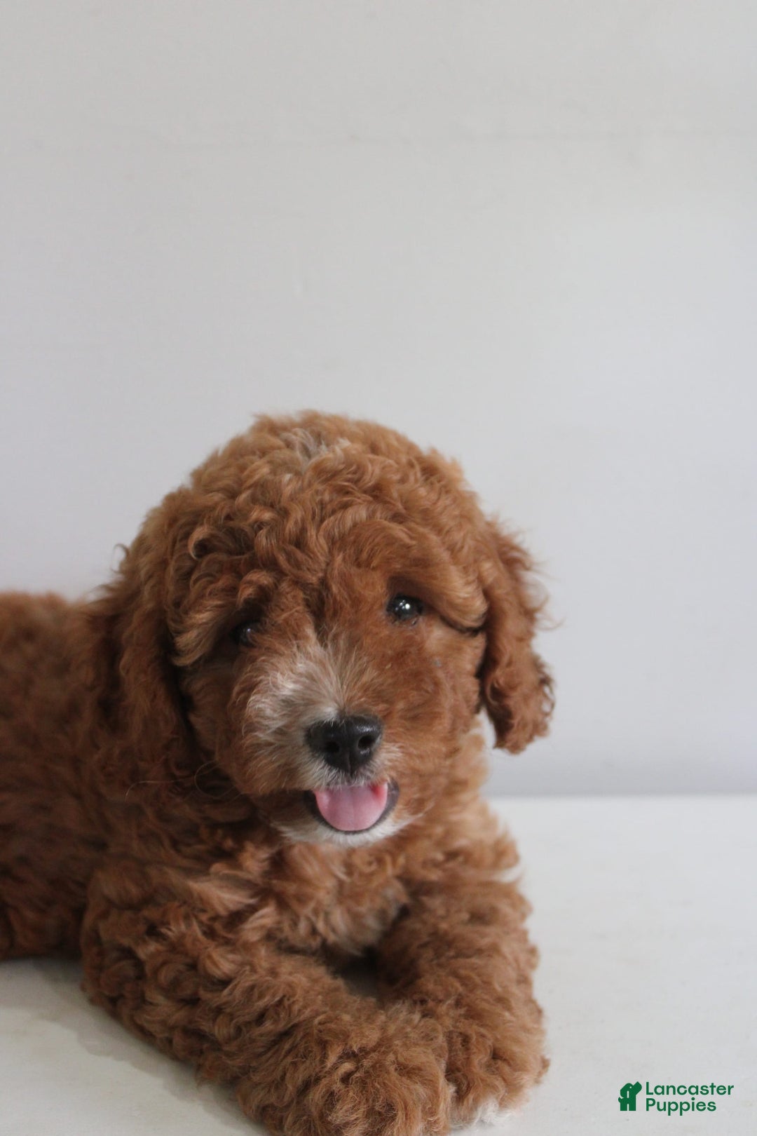 Cavapoo dogs for sale: Sage - Image 1