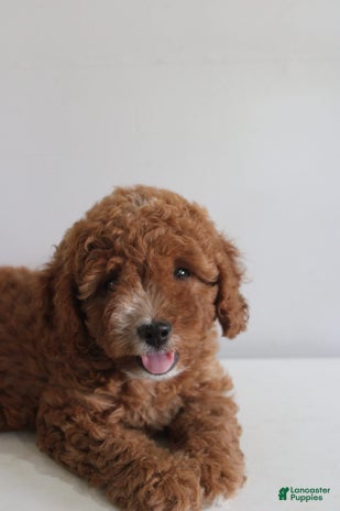 Cavapoo dogs for sale - Ad 3