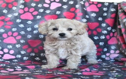 Cavapoo dogs for sale: Ace - Image 1