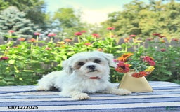 Maltese dogs for sale: Betsy Extra Small - Image 7