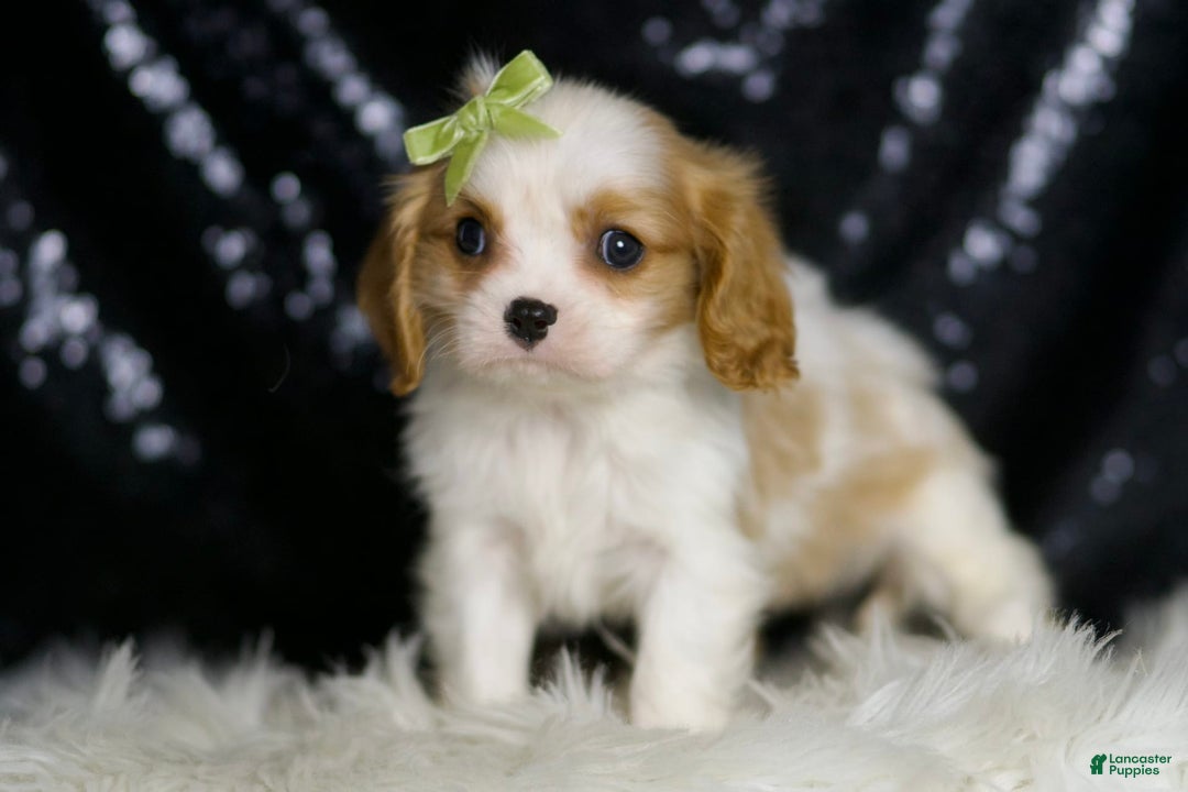 Cavalier King Charles Spaniel dogs for sale: Roman - Image 5