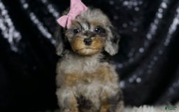 Miniature Poodle dogs for sale: Janet - Image 7
