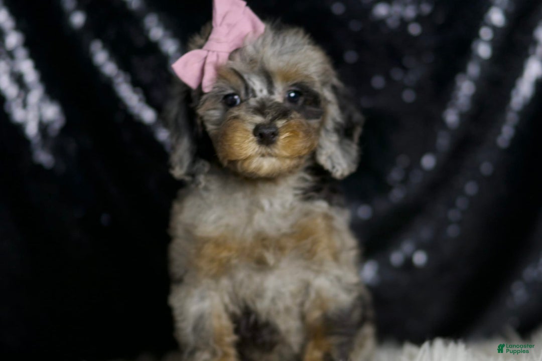 Miniature Poodle dogs for sale: Janet - Image 7