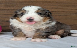 Mini Bernedoodle dogs for sale: Koda - Image 2