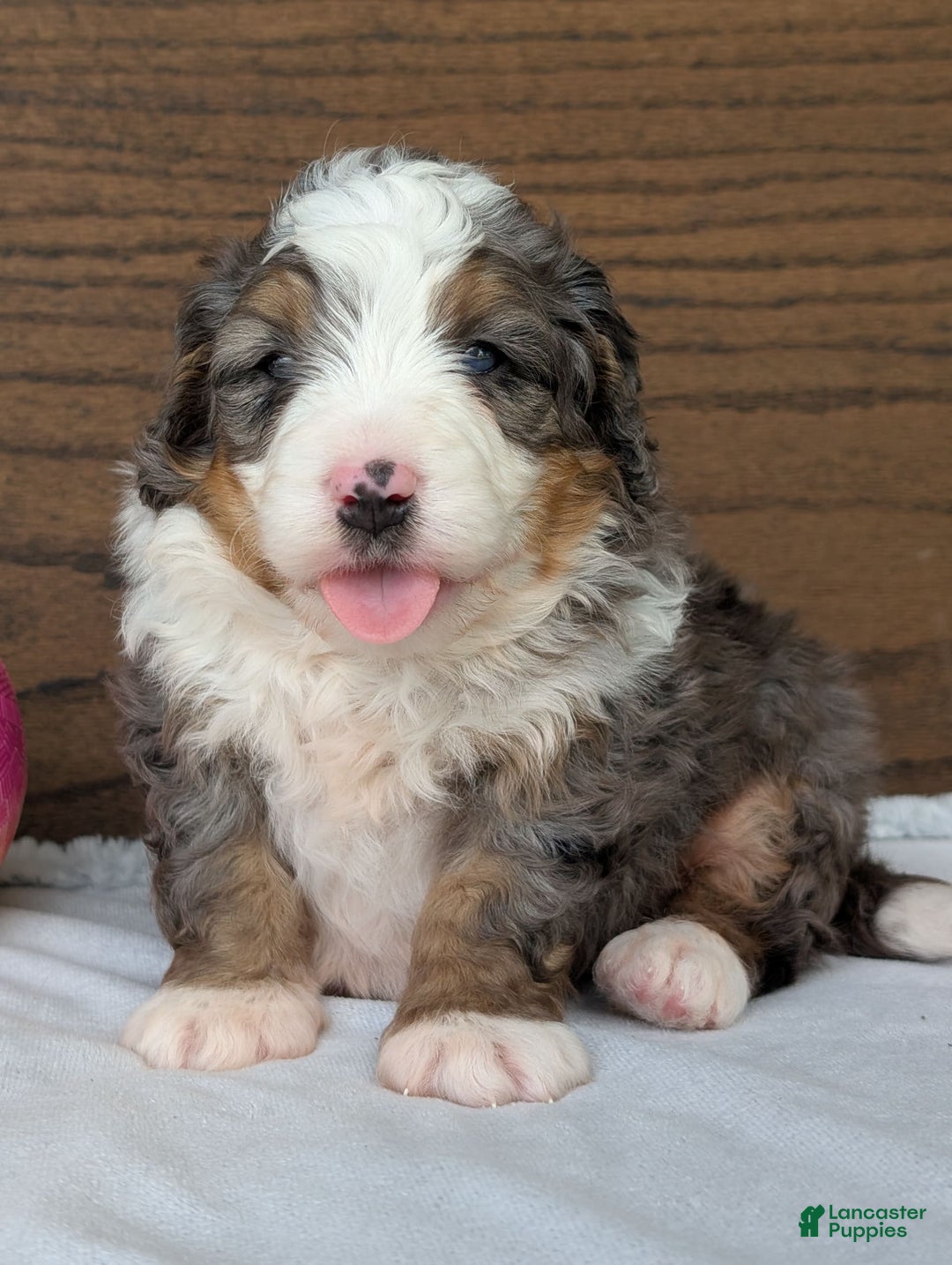Mini Bernedoodle dogs for sale: Koda - Image 2