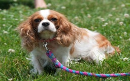 Cavapoo dogs for sale: Toby - Image 10