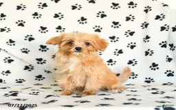 Cavapoo dogs for sale: Alex - Image 25