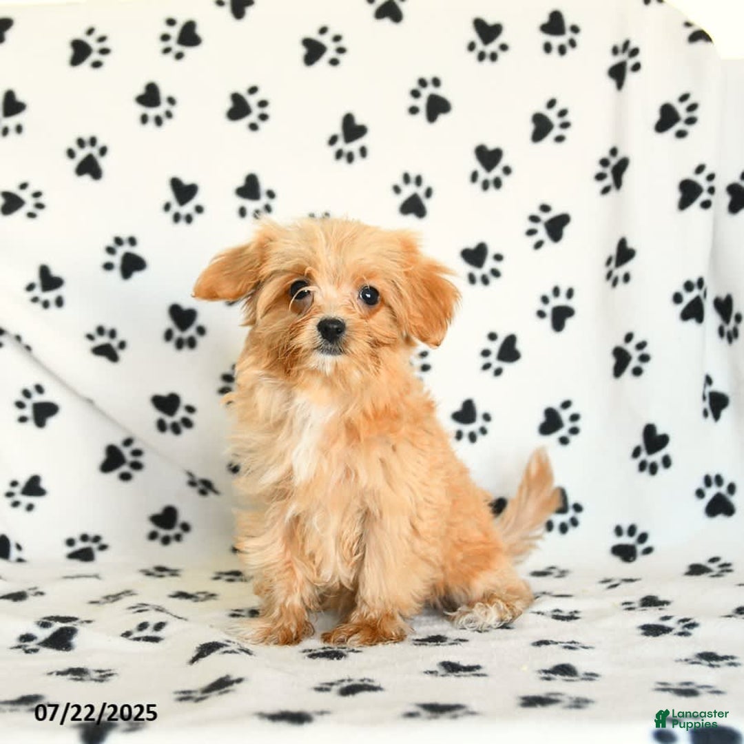Cavapoo dogs for sale: Alex - Image 25