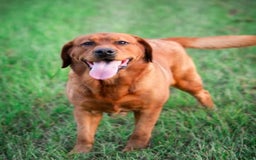 Labrador Retriever dogs for sale: Black Collar Girl - Image 3